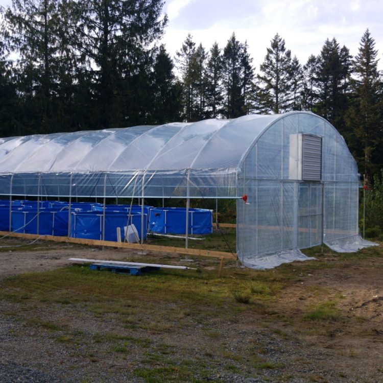 What vegetables are good to grow in greenhouses in winter What vegetables are good to grow in greenhouses in winter