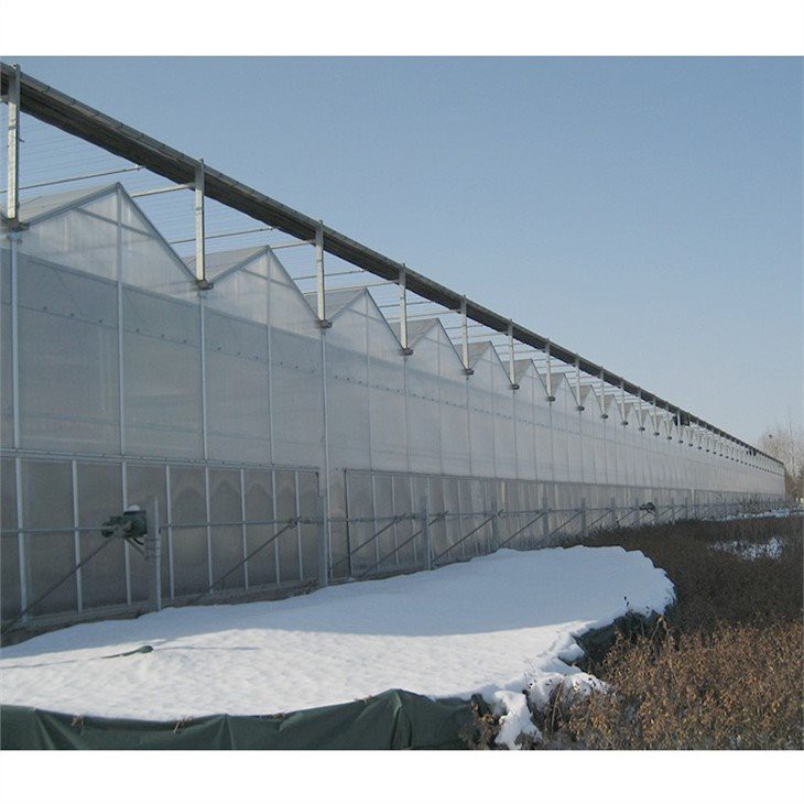 pc greenhouse strawberries supplier
